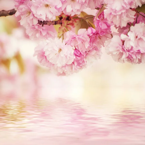 Sakura çiçekleri açıyor. — Stok fotoğraf