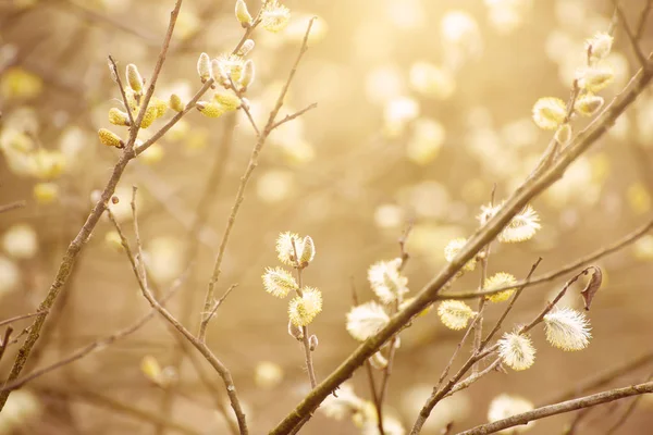 Blommande pilkvistar — Stockfoto