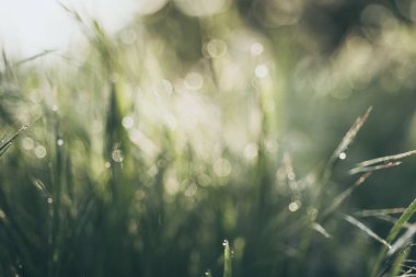 Doğal soyut arkaplan