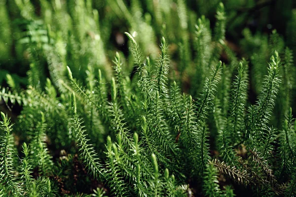 Green moss background — Stock Photo, Image