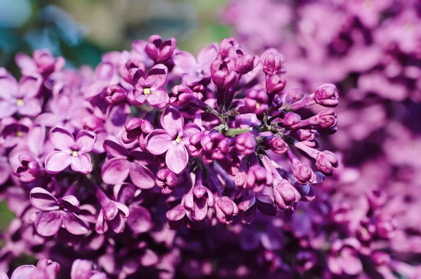 Lilac flowers macro — Stock Photo, Image
