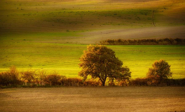 Campos e árvores da Toscana — Fotografia de Stock