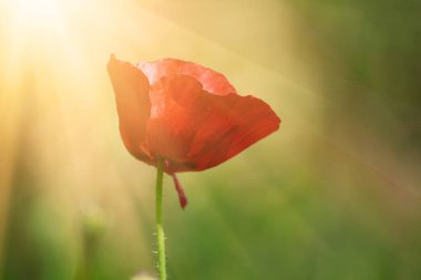 Kırmızı bahar gelinciği