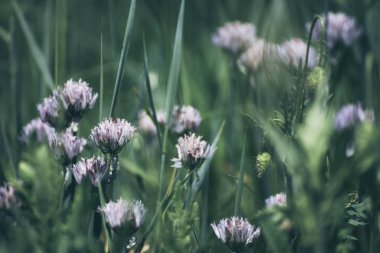 Yabani sarımsak çiçek açması