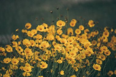 Rudbekia yaz çiçek