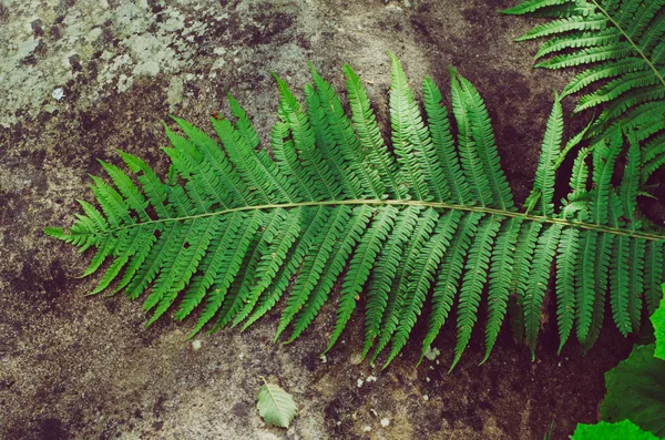 Fern yaprak taş — Stok fotoğraf