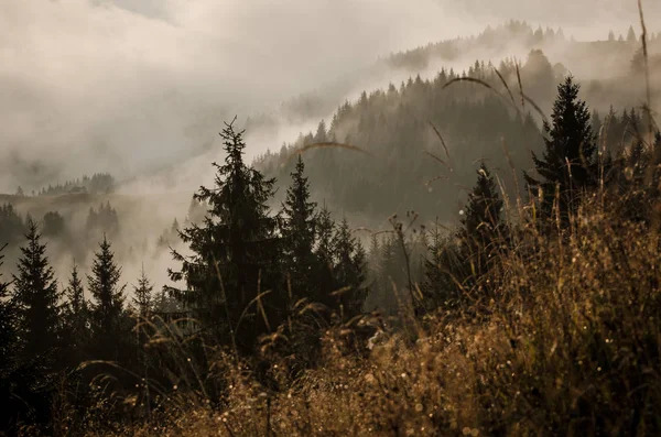 Foggy morgon landskap — Stockfoto