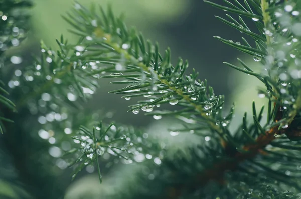 Natte pijnboom — Stockfoto