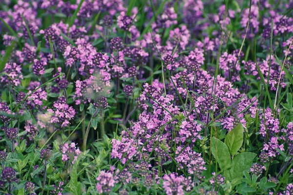 Thymus with flowers — Stock Photo, Image