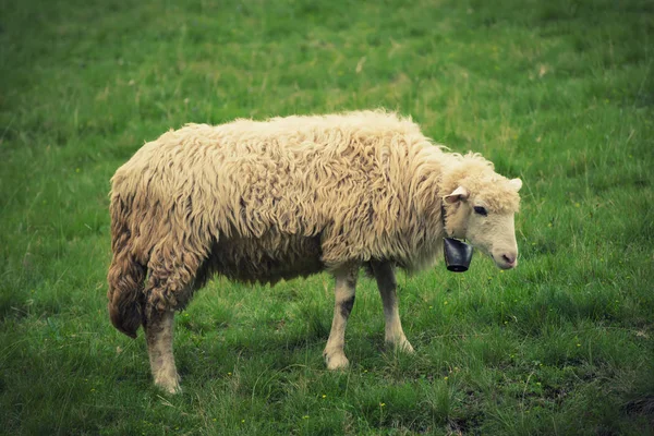 Beyaz koyun otlatma — Stok fotoğraf