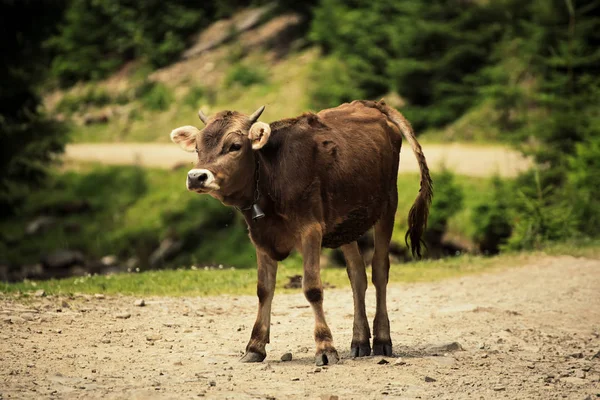 Einziges lustiges Kalb — Stockfoto