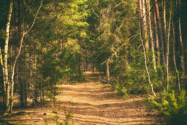 Sommar grön skog — Stockfoto