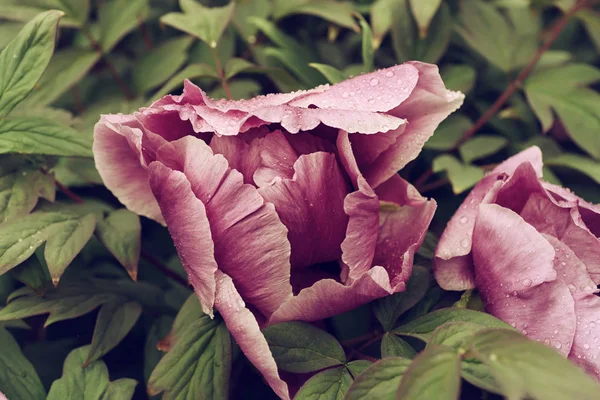 Peony flower background — Stock Photo, Image