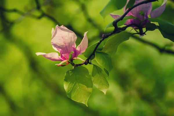 Magnolia spring flowers — Stock Photo, Image