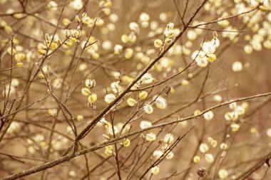 Çiçek açan söğüt dalları