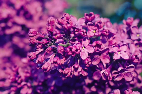 Makro Lilac květin — Stock fotografie