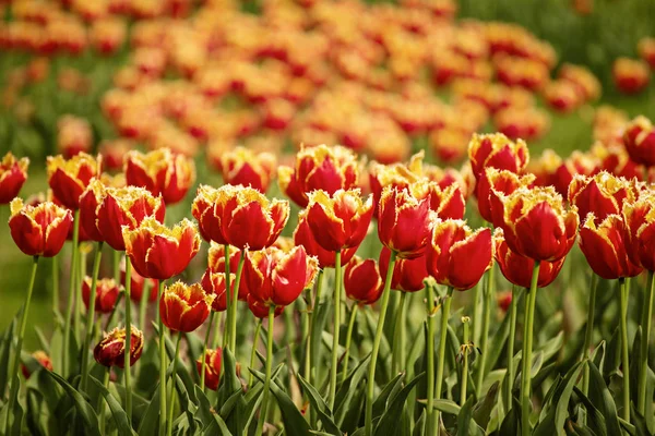 Kwiaty tulipana pomarańczowego — Zdjęcie stockowe