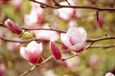 Magnolia bahar çiçekleri