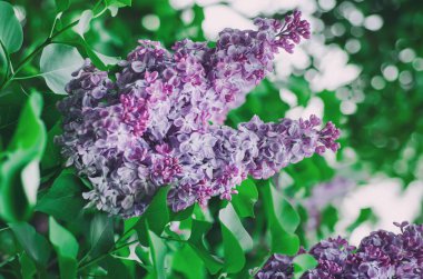 Bahar leylak çiçekleri