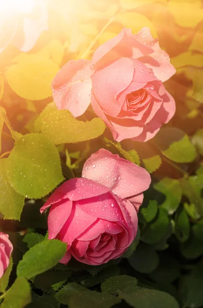 Jardín de rosas rojas — Foto de Stock