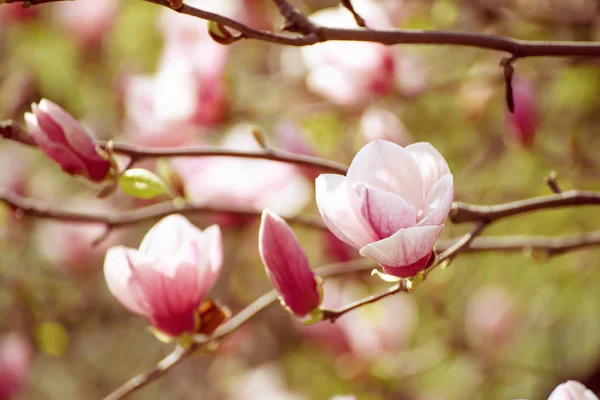 Magnolia flores da primavera — Fotografia de Stock