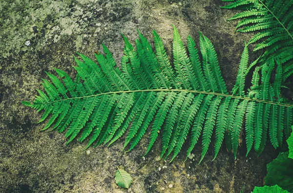 Fern yaprak taş — Stok fotoğraf