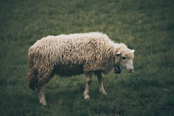 Grazing ovelhas brancas — Fotografia de Stock