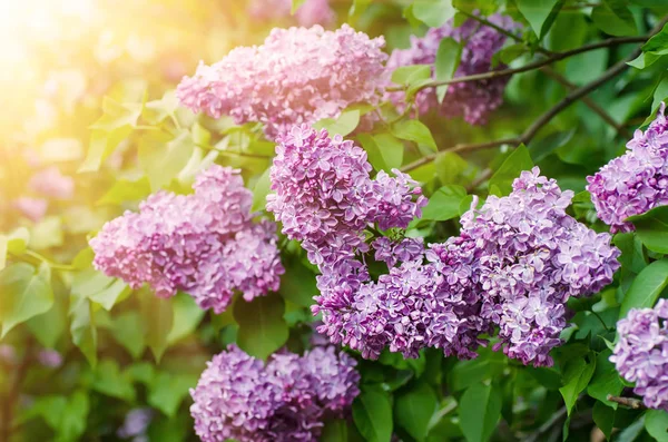 Branche de fleurs lilas — Photo