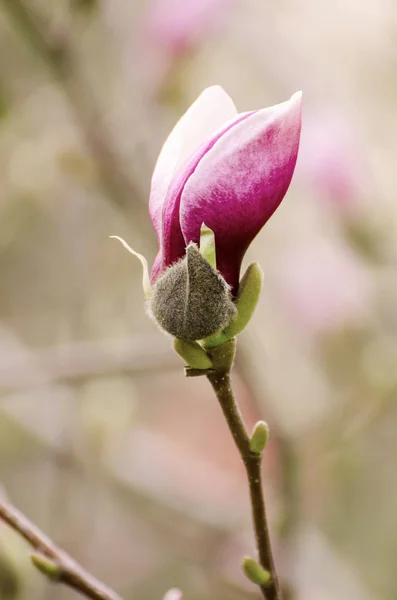 Magnolienblütenknospe — Stockfoto