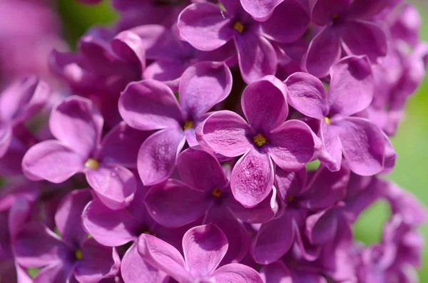 Lilac flowers macro — Stock Photo, Image