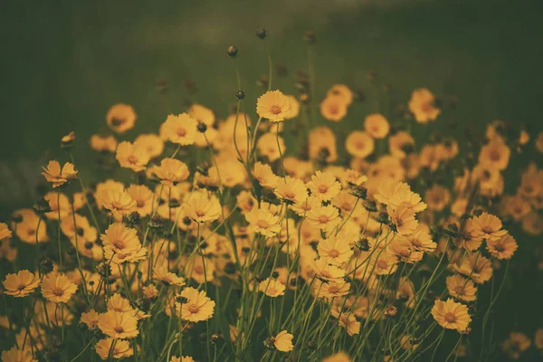 Rudbekia 夏の花 — ストック写真