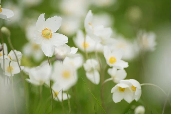White anemona flowers — Stock Photo, Image