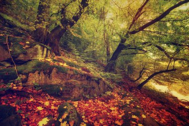Güzel sonbahar manzarası