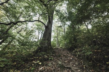 Güzel sonbahar manzarası