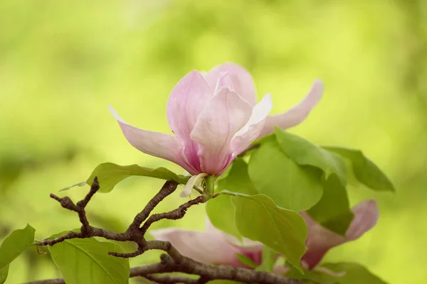 Magnolia bahar çiçekleri — Stok fotoğraf