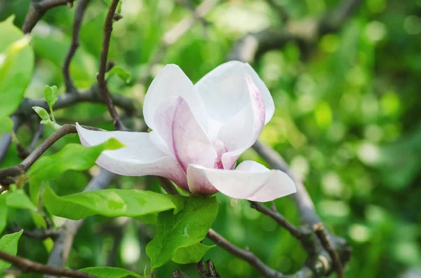 Magnolia bahar çiçekleri — Stok fotoğraf