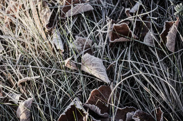 Foglie secche congelate — Foto Stock