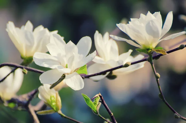 Magnolia wiosenne kwiaty — Zdjęcie stockowe