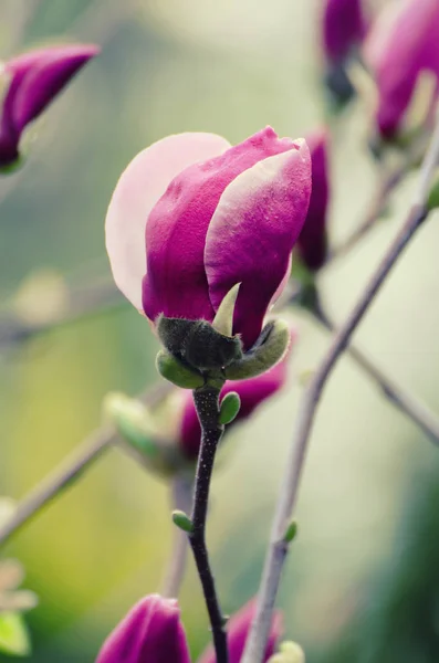 Brote de flor de magnolia — Foto de Stock