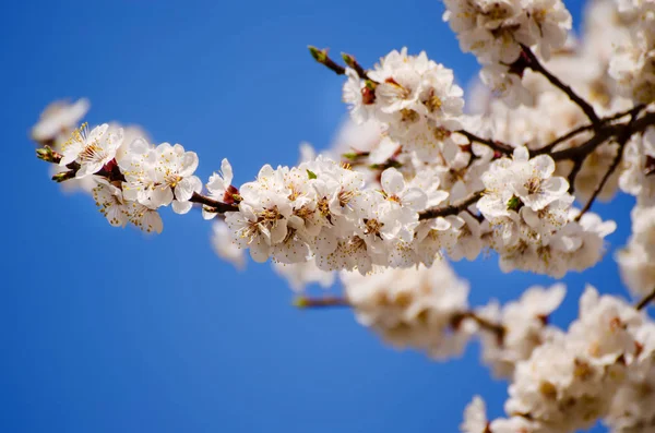 Sárgabarackfa virágai — Stock Fotó