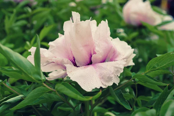 Peonía flor blanca — Foto de Stock