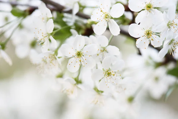 Cherry flowers frame — Stock Photo, Image