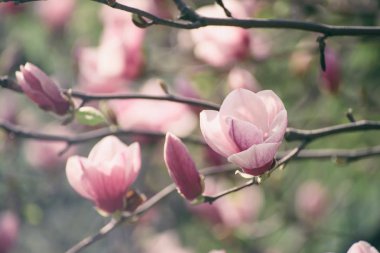 Magnolia bahar çiçekleri