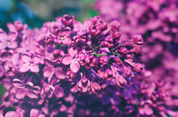 Lilac flowers macro