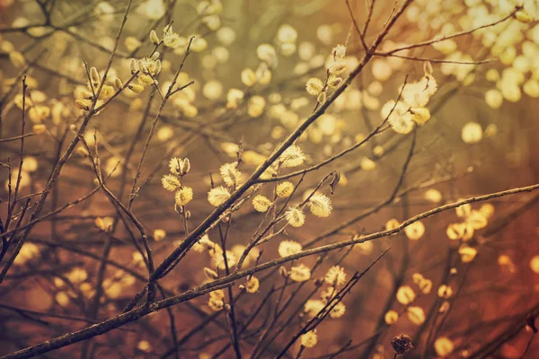 盛开的柳树枝条 — 图库照片