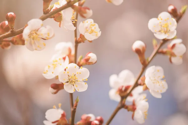 Цветение абрикосового дерева — стоковое фото