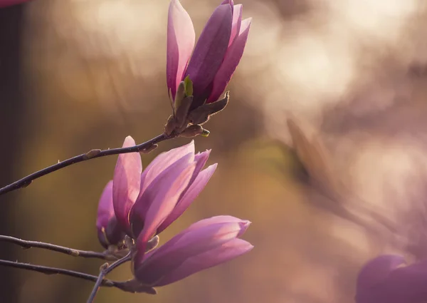 Magnolia bahar çiçekleri — Stok fotoğraf