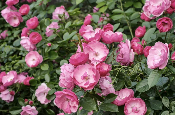 Roze rozen tuin — Stockfoto