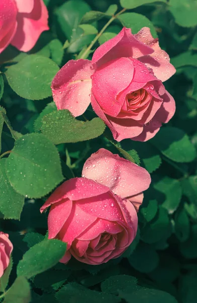 Троянди рожеві сад — стокове фото