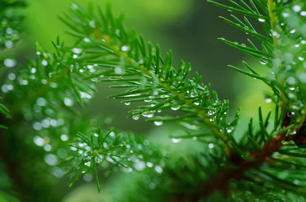 Wet pine tree — Stock Photo, Image